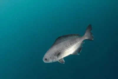 Ricciola