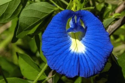 Nature