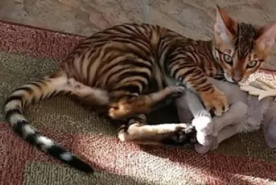 Toyger