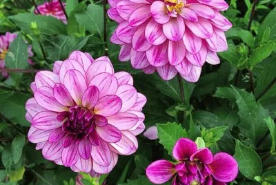 flores