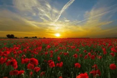 Primavera