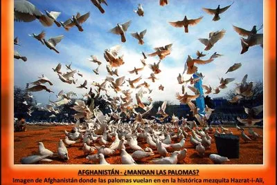 AFGHANISTÃN - Â¿MANDAN LAS PALOMAS?