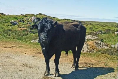 Hochlandrind
