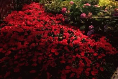 flores