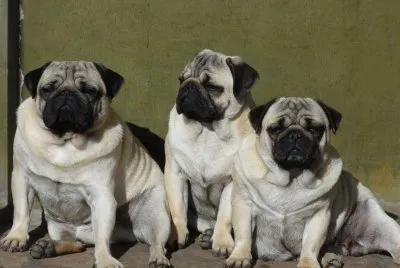 family jigsaw puzzle
