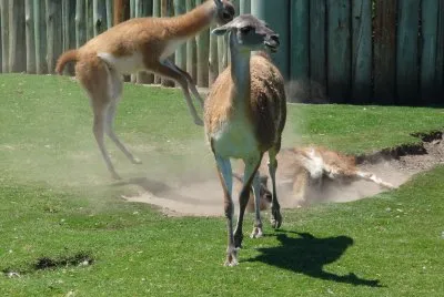 wild nature
