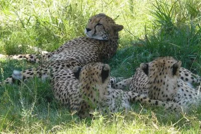 cheetas