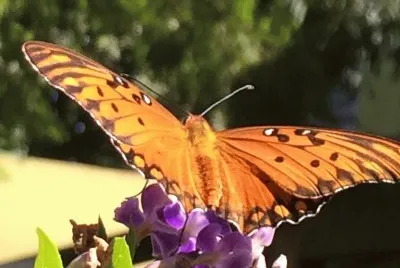פאזל של orange