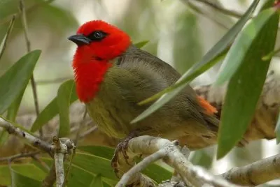 Tessitore di mauritius