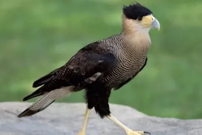 Caracara plancus