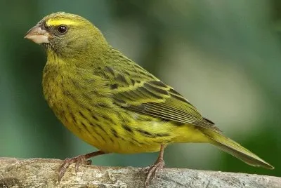 Canarino di foresta
