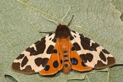 Arctia caja