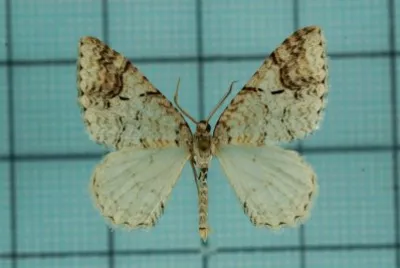 Venusia lineata