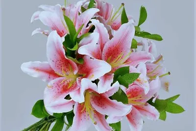 flores
