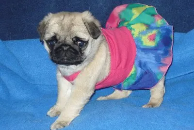 Caribean Pug jigsaw puzzle