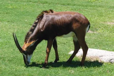 in the grass