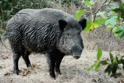 Cinghiale sardo