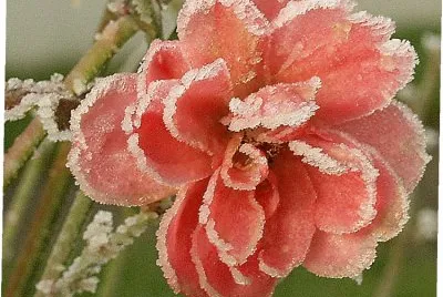 Winterrose