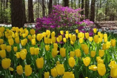 Primavera