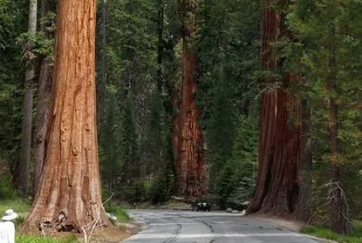 Nature