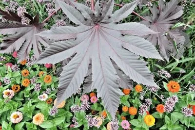Nature