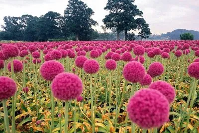 flores
