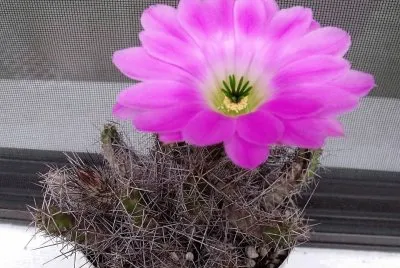 flores
