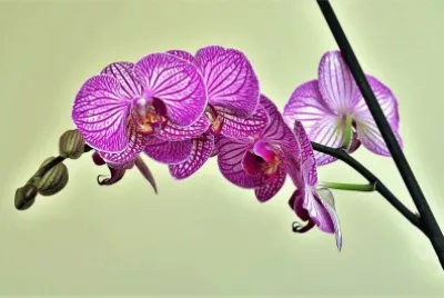 flores jigsaw puzzle