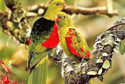 natural jigsaw puzzle