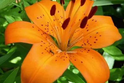flores