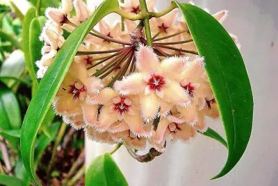 flores