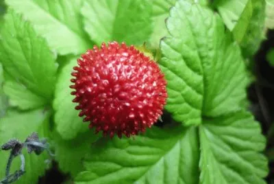 Fraisier des indes