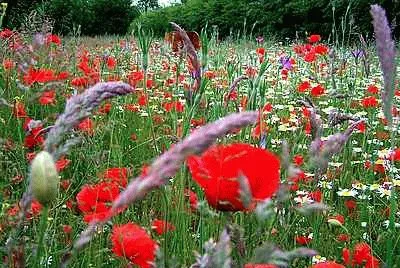 Wild Flowers