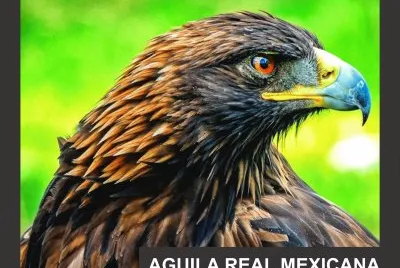 AGUILA REAL