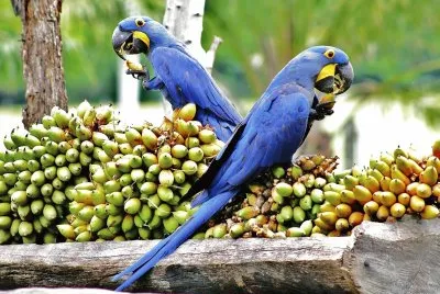 natural jigsaw puzzle