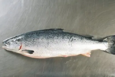 Salmone
