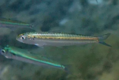 Sardina