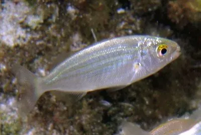 Sarpa