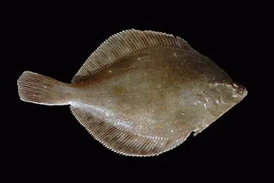 Sogliola