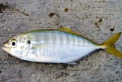 Sugarello