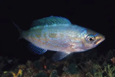 Spicara maena