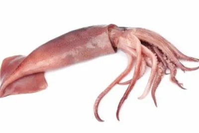 Totano