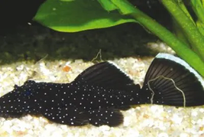 Ventosa