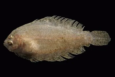 Zanchetta