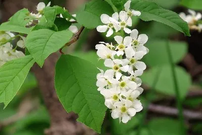 Cerisier Ã¡ grappes