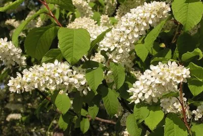 Cerisier Ã¡ grappes
