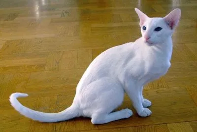 Foreign white