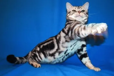 Esotico shorthair