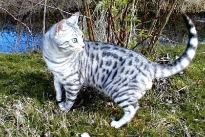 Mau egiziano
