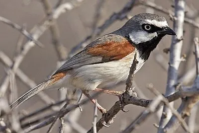 Vanga spallerosse